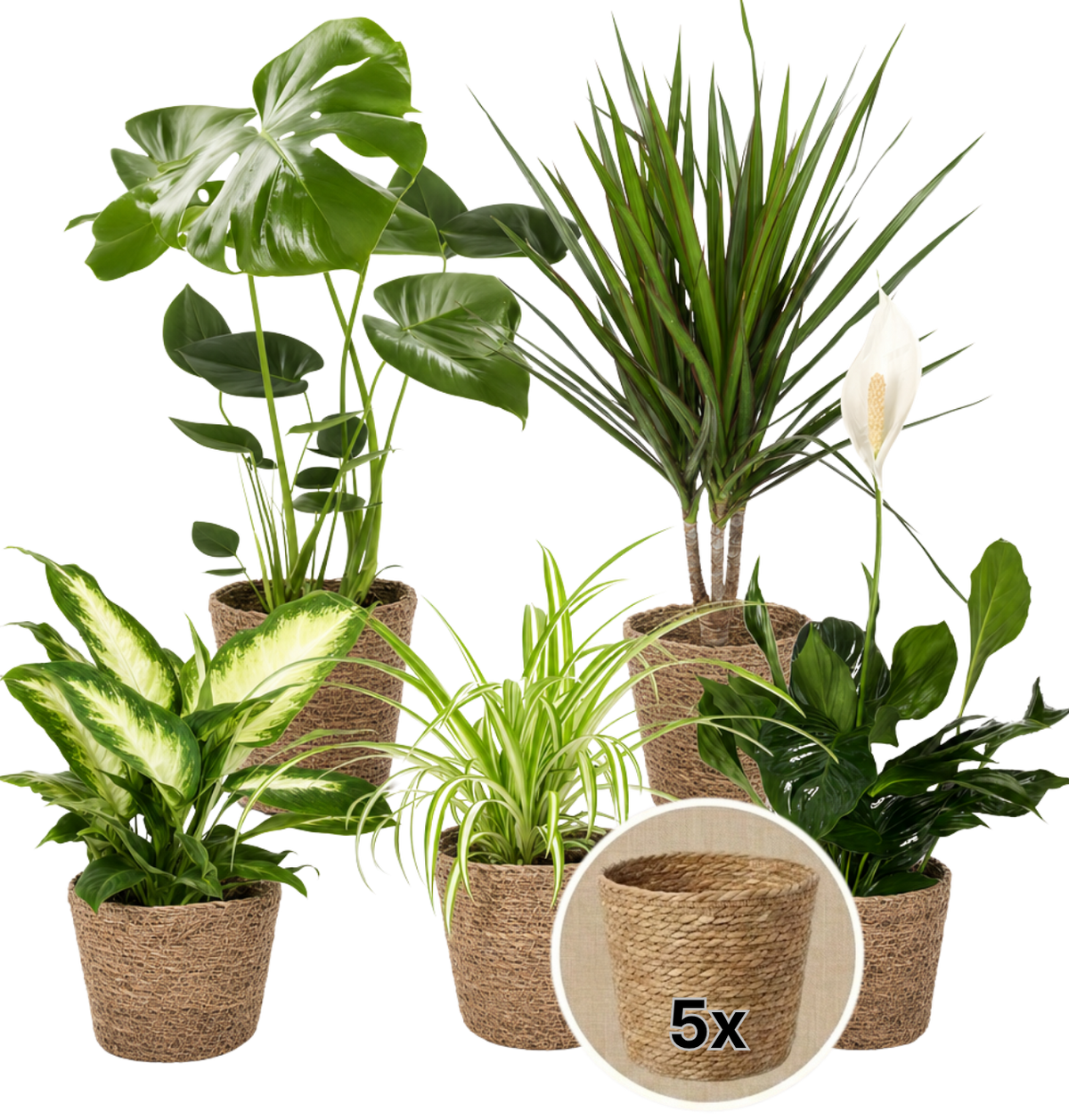 “Luftreiniger” Pflanzen-Set + 5x Seegraskorb | 5er-Set | ca. 40-70 cm | Ø 12-15 cm Topf