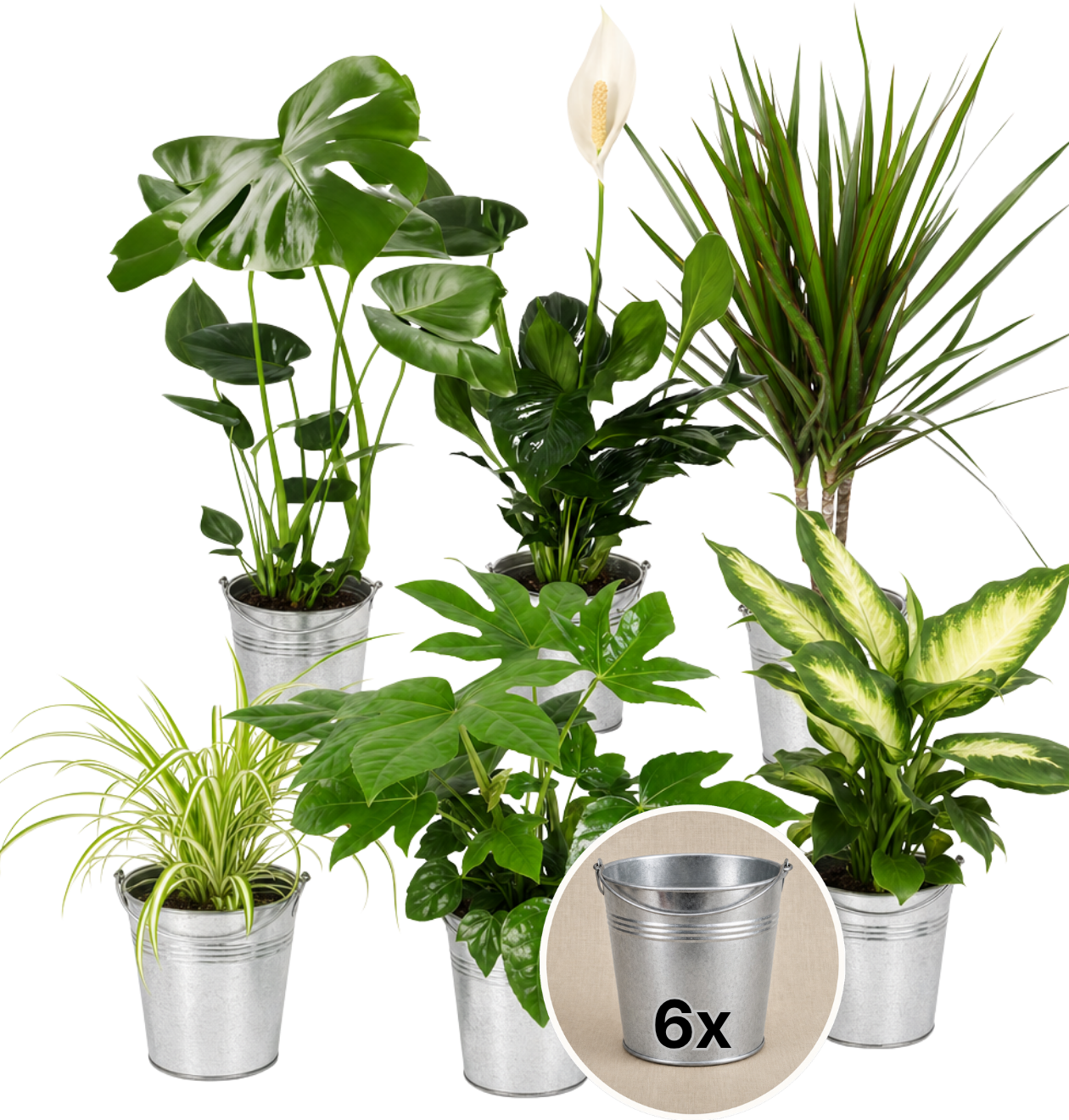 “Luftreiniger” Pflanzen-Set + Zinktopf | 6er-Set | ca. 40-70 cm | Ø 12-15 cm Topf