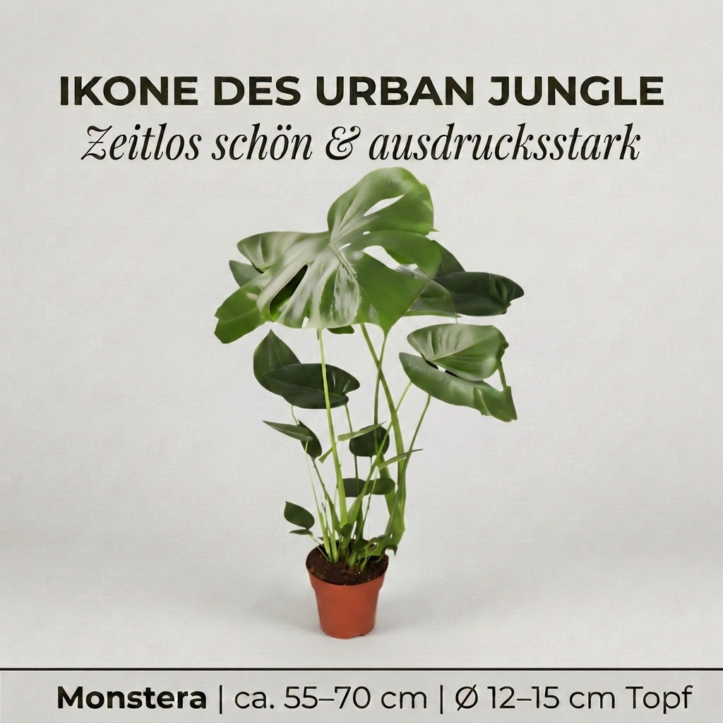 Monstera deliciosa + 4x Cremefarbener Zinktopf | 4er-Set | Fensterblatt | ca. 55-70 cm | Ø 12-15 cm Topf