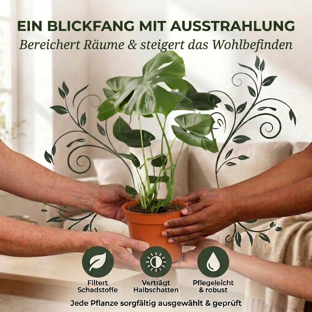 Monstera deliciosa + 2x Seegraskorb | 2er-Set | Fensterblatt | ca. 55-70 cm | Ø 12-15 cm Topf