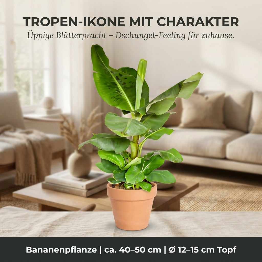 Bananenpflanze + 3x Cremefarbener Zinktopf | 3er-Set | Musa | ca. 40-50 cm | Ø 12-15 cm Topf