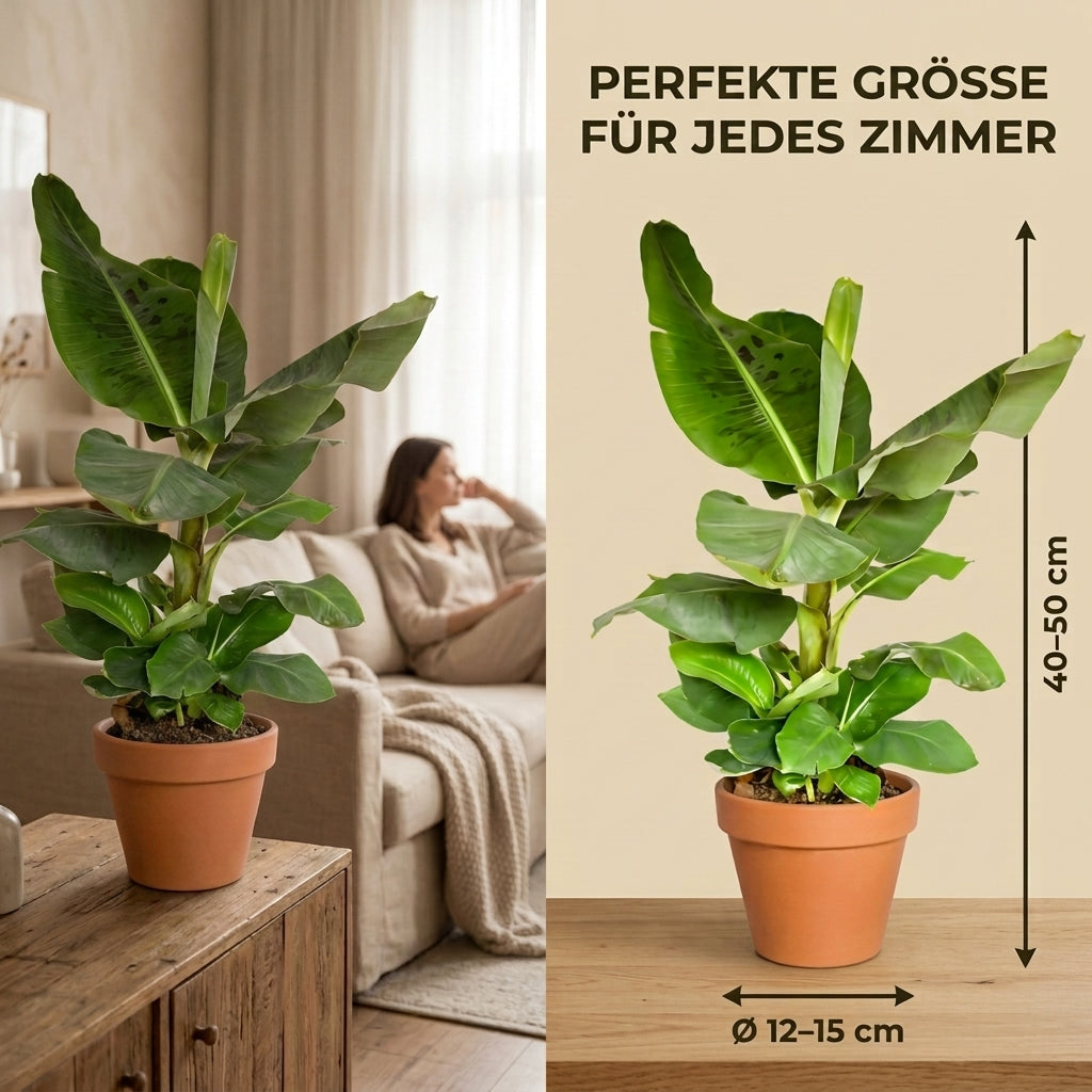 Bananenpflanze + 3x Cremefarbener Zinktopf | 3er-Set | Musa | ca. 40-50 cm | Ø 12-15 cm Topf