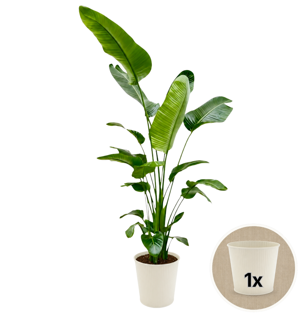 Weiße Paradiesvogelblume + 1x Cremefarbener Zinktopf | Strelitzia Nicolai | ca. 45-55 cm | Ø 12-15 cm Topf