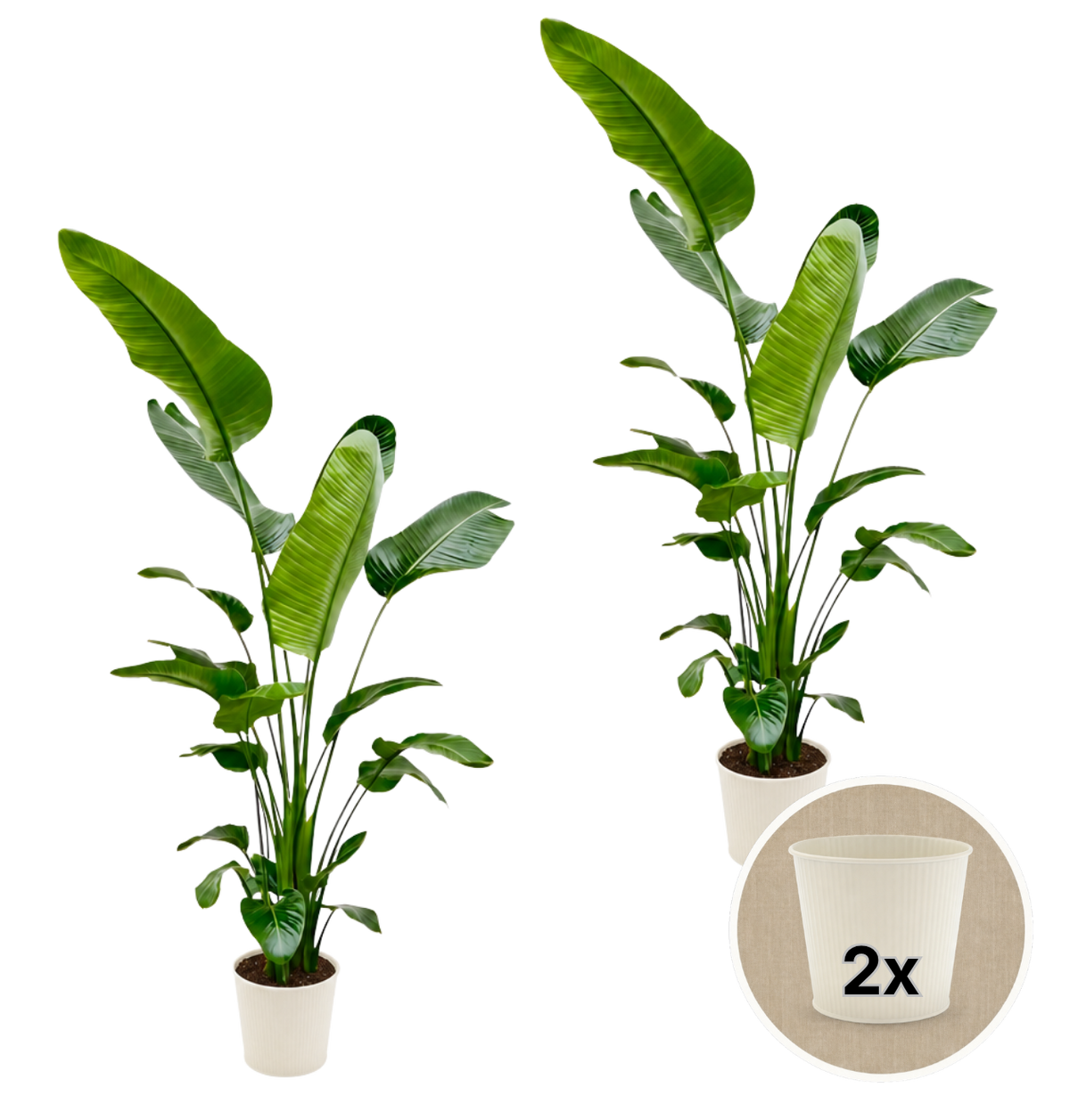 Weiße Paradiesvogelblume + 2x Cremefarbener Zinktopf | 2er-Set | Strelitzia Nicolai | ca. 45-55 cm | Ø 12-15 cm Topf