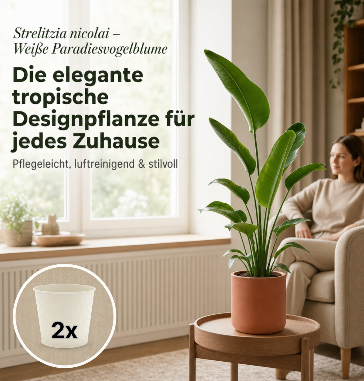 Weiße Paradiesvogelblume + 2x Cremefarbener Zinktopf | 2er-Set | Strelitzia Nicolai | ca. 45-55 cm | Ø 12-15 cm Topf