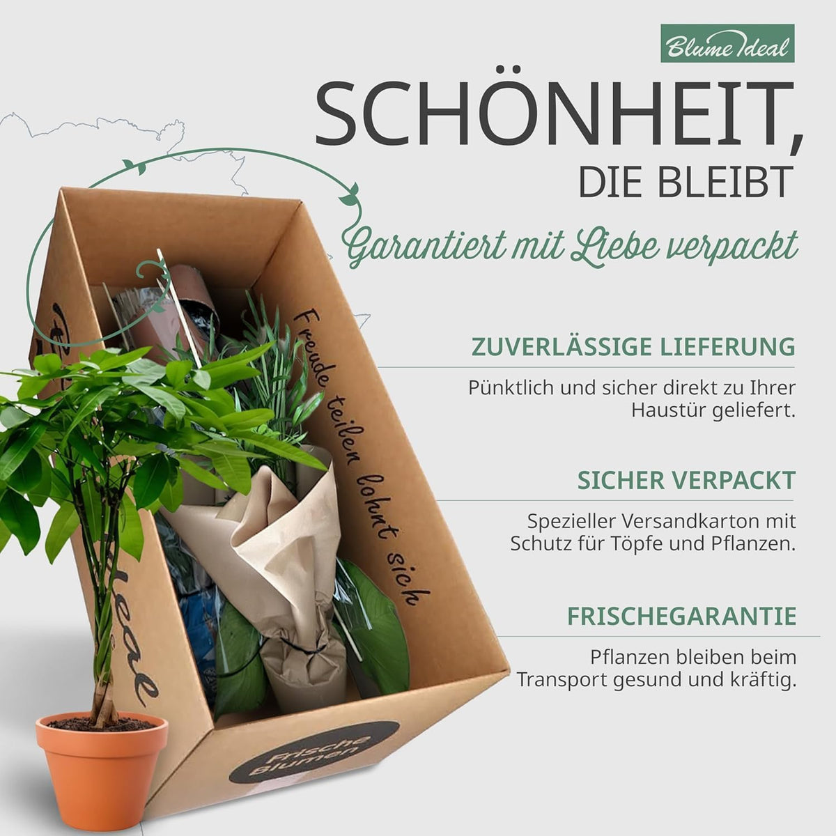 Pflanzenüberraschung + 5x Seegraskorb | 5er-Set | ca. 30-70 cm | Ø 12-15 cm Topf