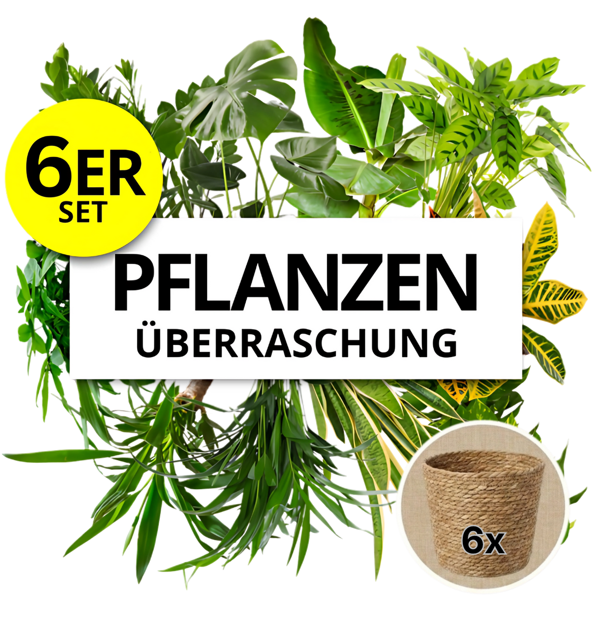 Pflanzenüberraschung + 6x Seegraskorb | 6er-Set | ca. 30-70 cm | Ø 12-15 cm Topf