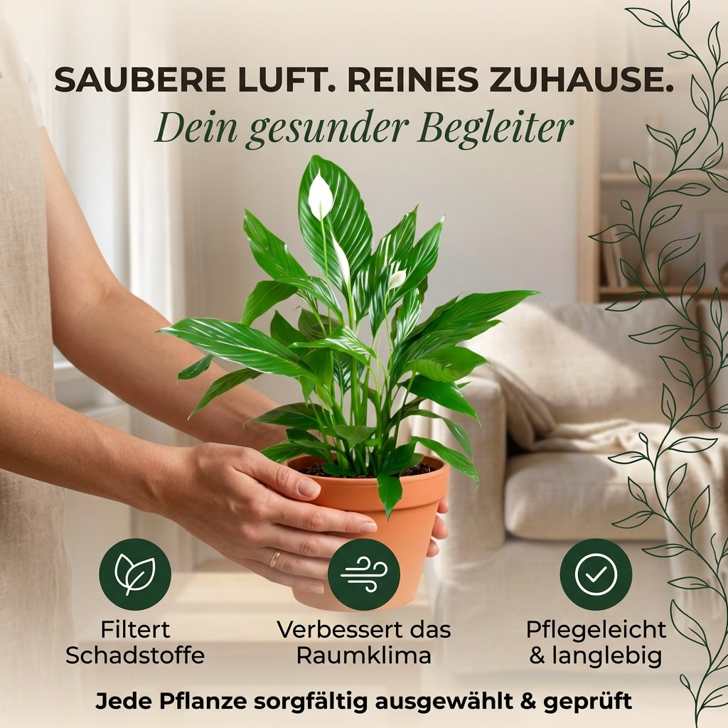Einblatt + 2x Zinktopf | 2er-Set | Spathiphyllum | ca. 40-50 cm | Ø 12-15 cm Topf
