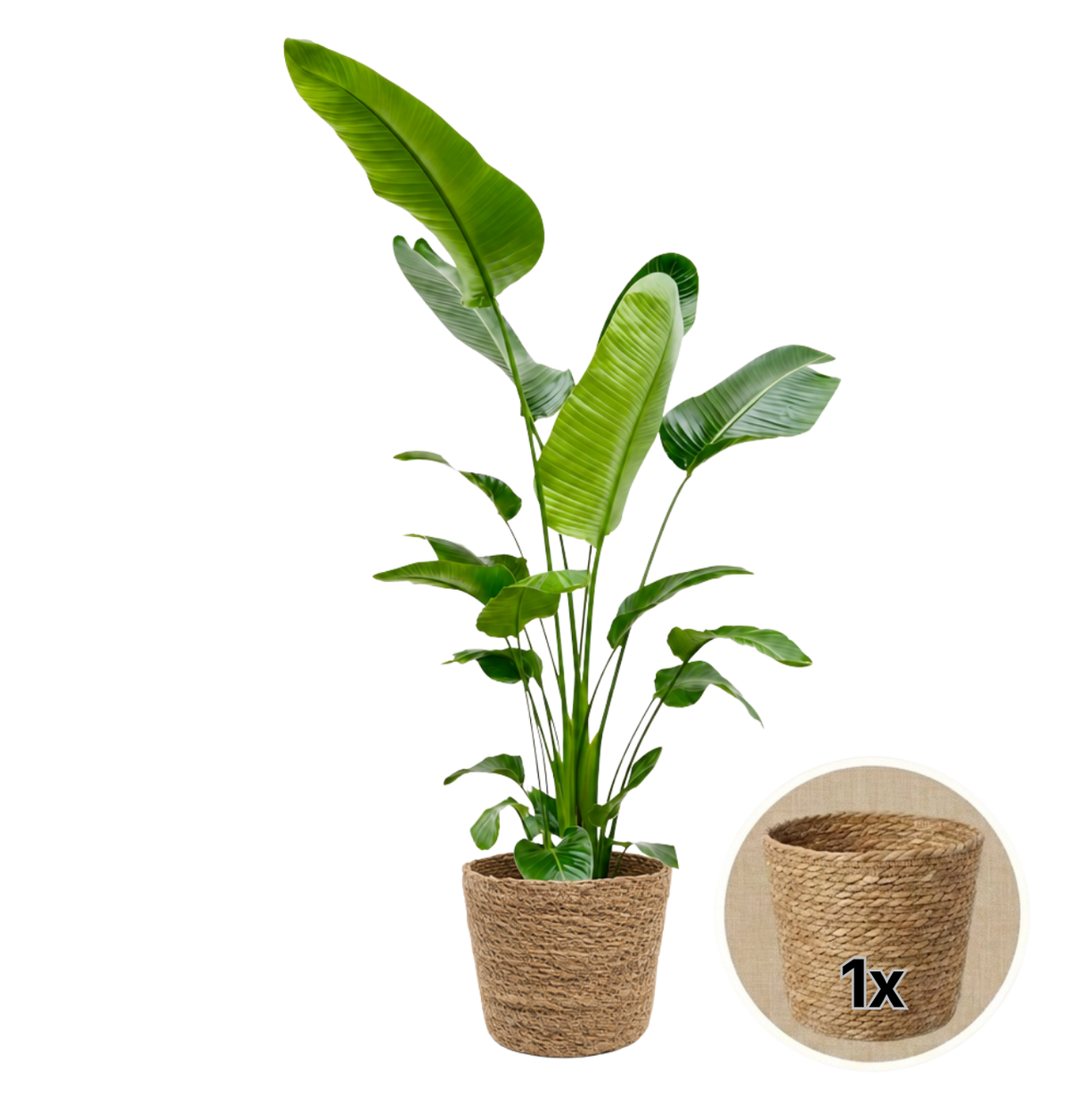 Weiße Paradiesvogelblume + 1x Seegraskorb | Strelitzia Nicolai | ca. 45-55 cm | Ø 12-15 cm Topf