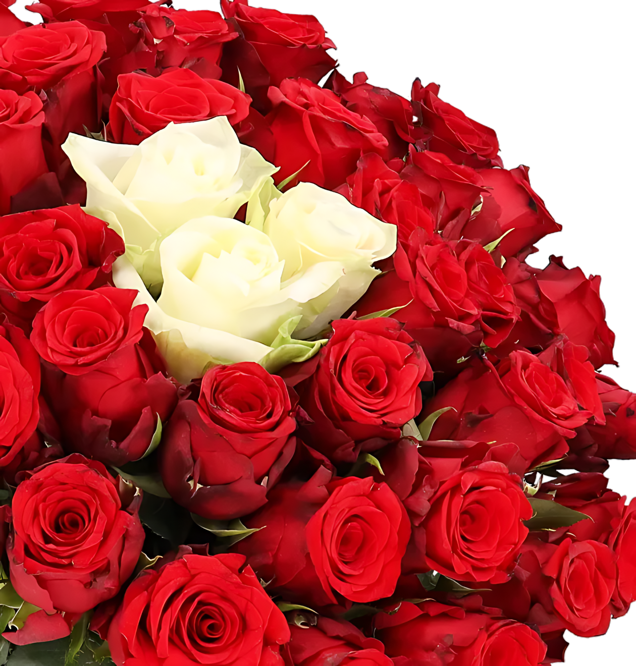 80 Rosen - "Sweetheart" (2x40 Stück)