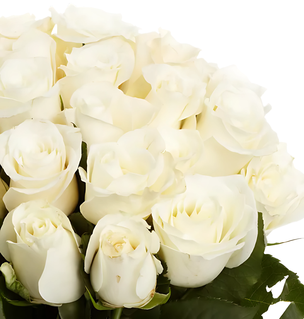 100 Weiße Rosen (2x50 Stück)