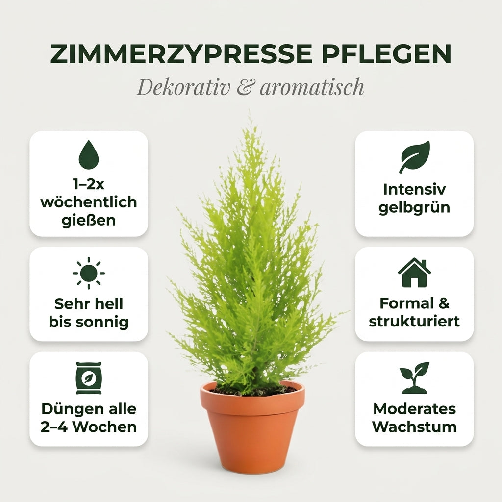 Zimmerzypresse + 2x Zinktopf | 2er-Set | Goldcrest | ca. 40-50 cm | Ø 12-15 cm Topf