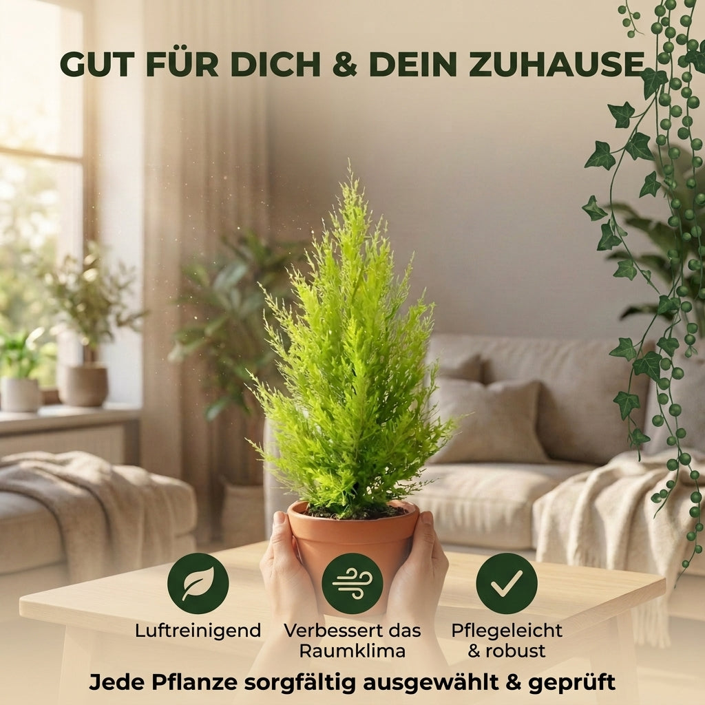 Zimmerzypresse + 3x Zinktopf | 3er-Set | Goldcrest | ca. 40-50 cm | Ø 12-15 cm Topf