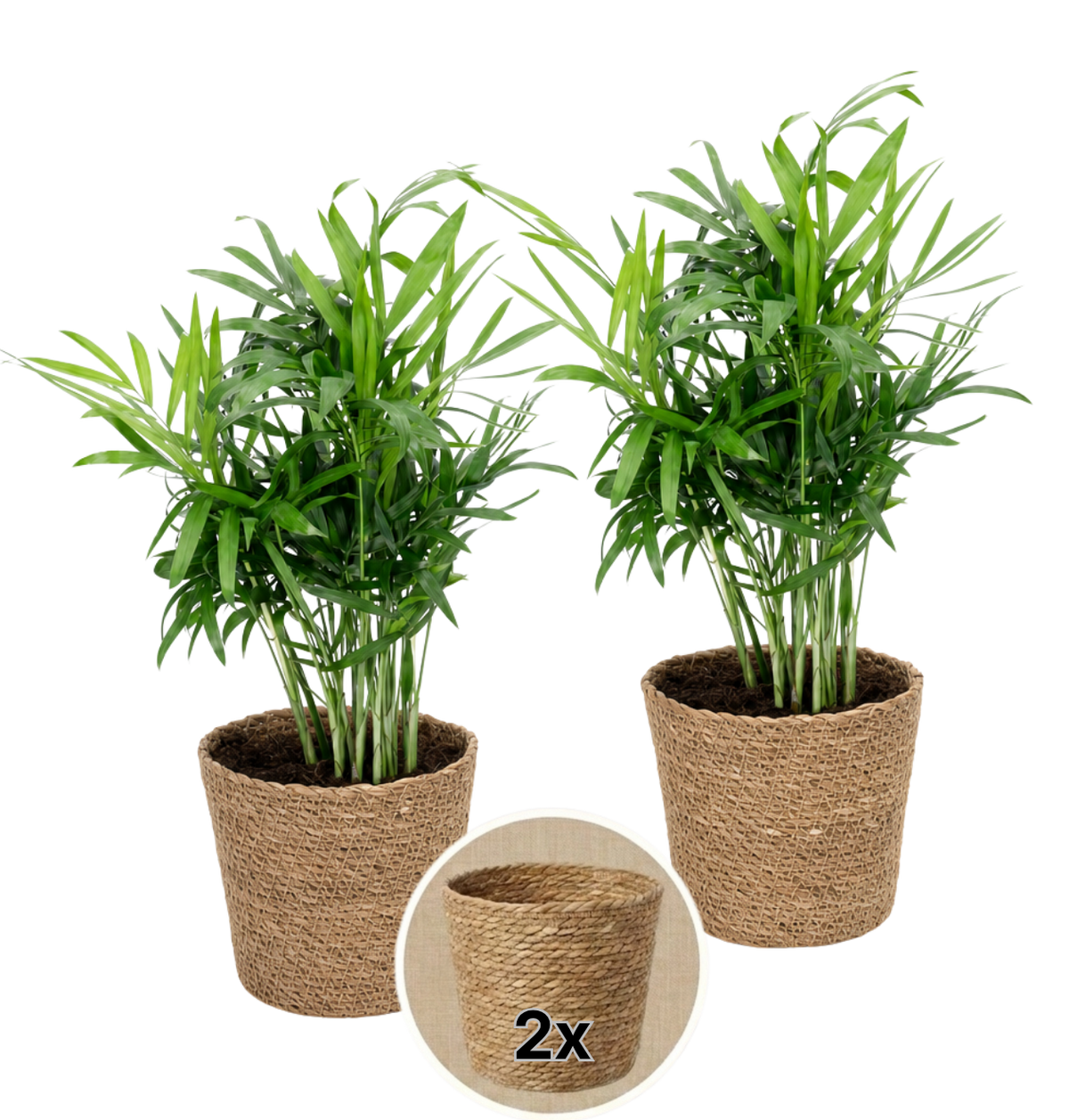 Bergpalme + 2x Seegraskorb | 2er-Set | Chamaedorea elegans | ca. 40-45 cm | Ø 12-15 cm Topf - Blume Ideal