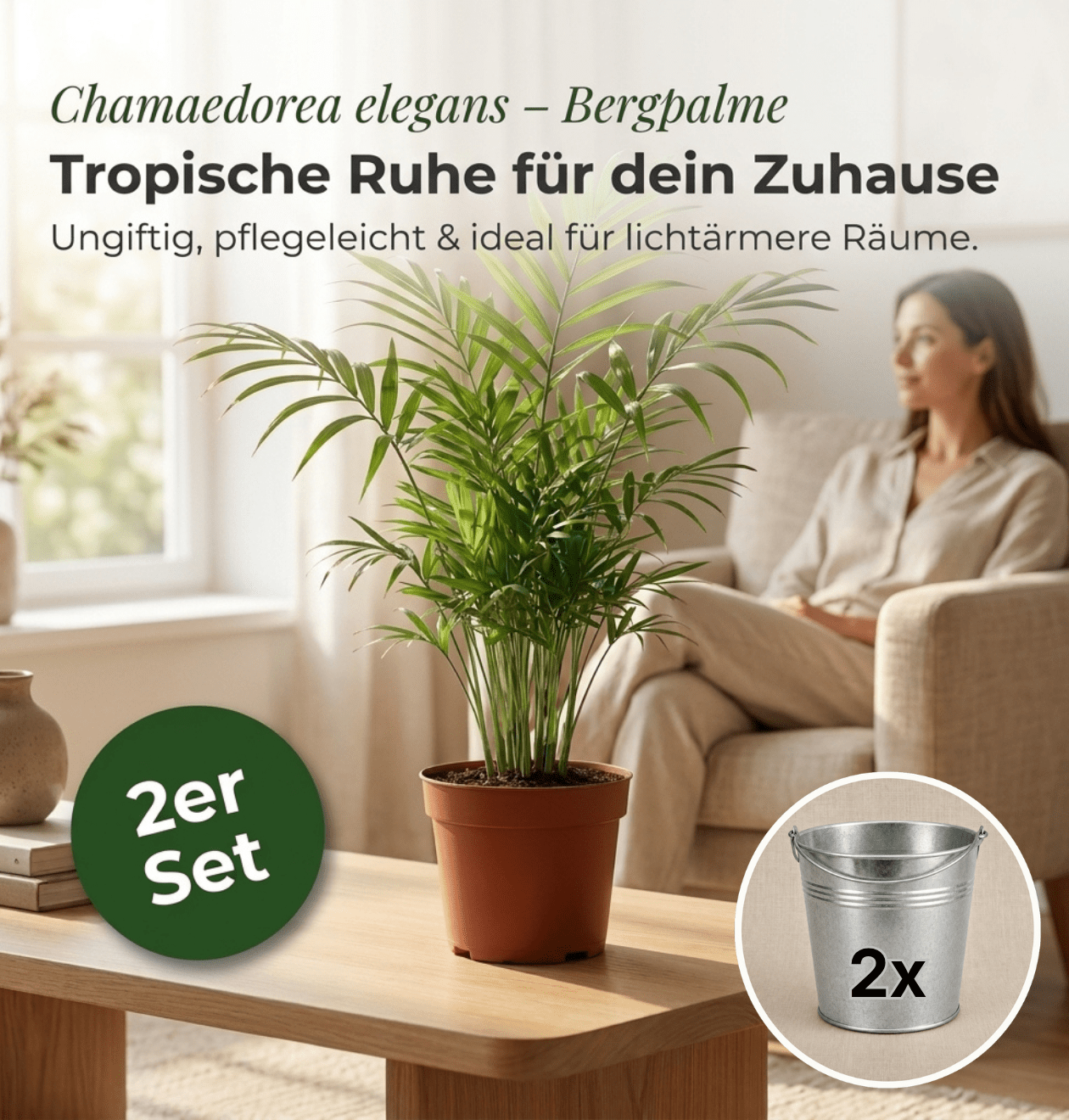 Bergpalme + 2x Zinktopf | 2er-Set | Chamaedorea elegans | ca. 40-45 cm | Ø 12-15 cm Topf - Blume Ideal