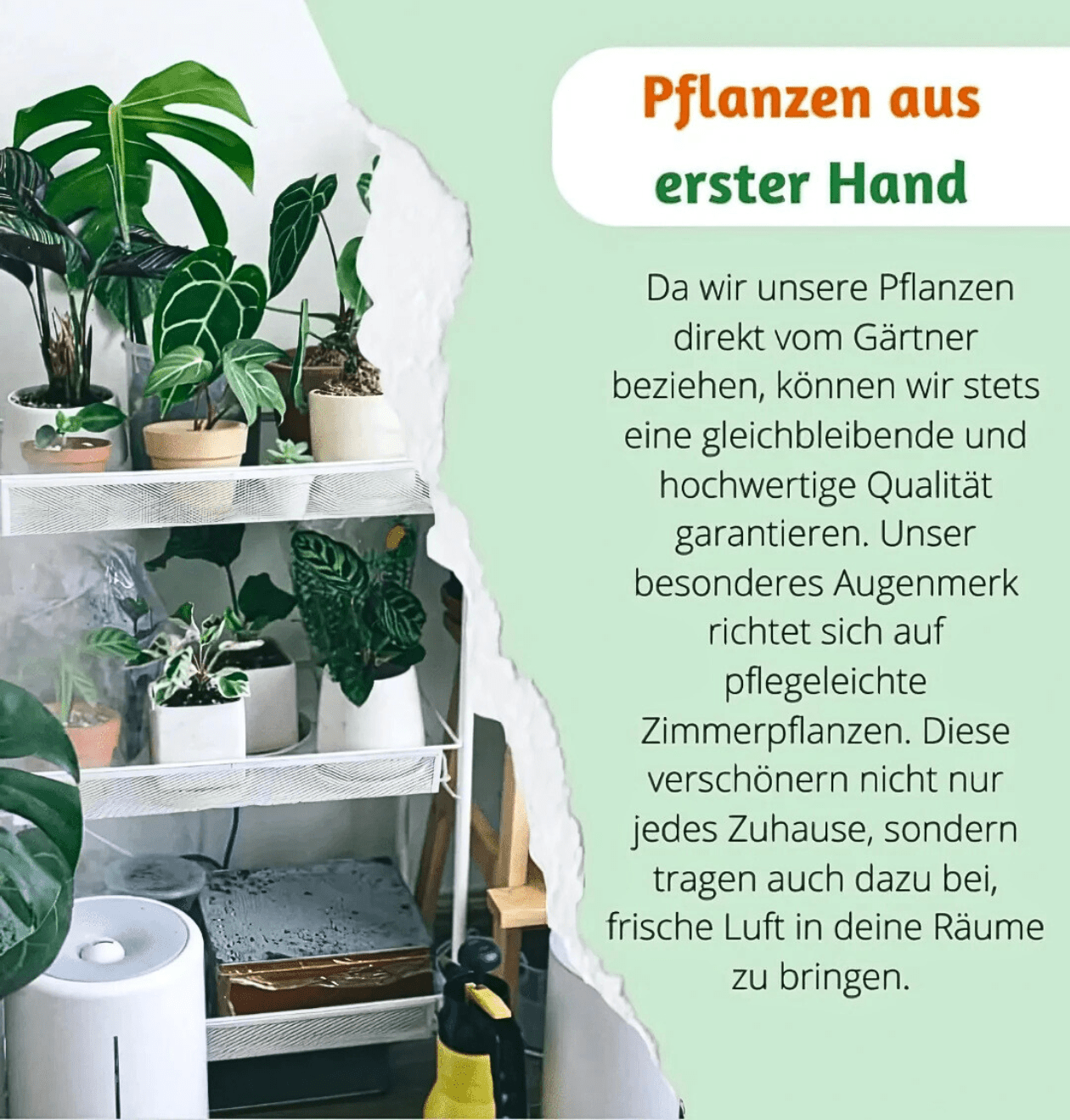 Bergpalme | 3er - Set | Chamaedorea elegans | ca. 40 - 45 cm | Ø 12 - 15 cm Topf - Blume Ideal