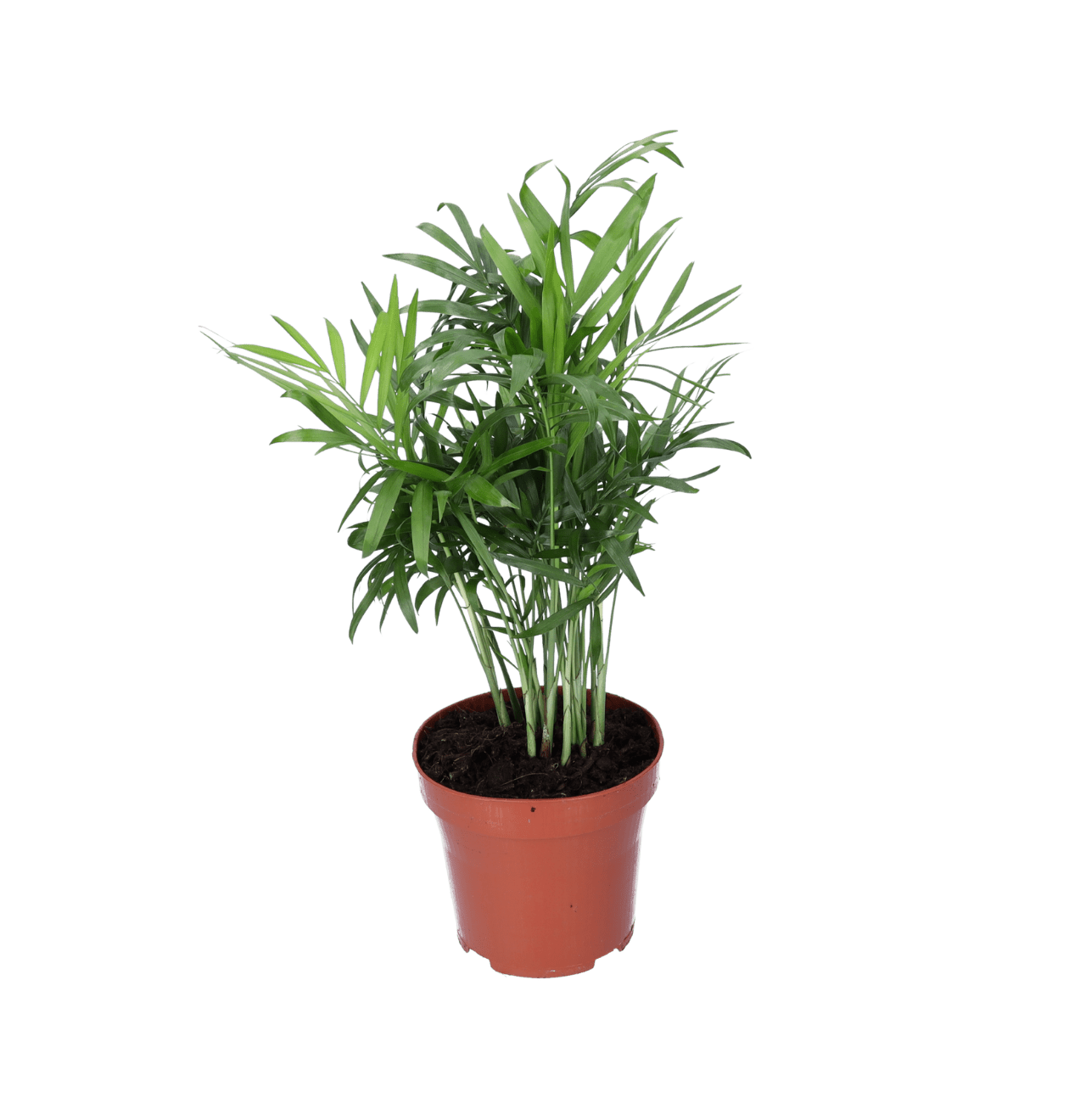 Bergpalme | 3er - Set | Chamaedorea elegans | ca. 40 - 45 cm | Ø 12 - 15 cm Topf - Blume Ideal