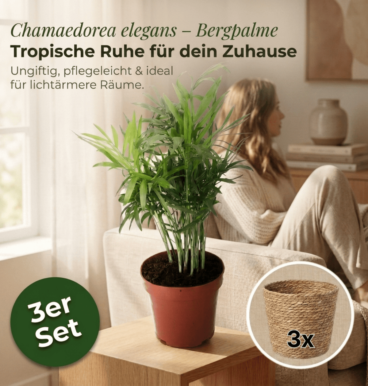 Bergpalme + 3x Seegraskorb | 3er-Set | Chamaedorea elegans | ca. 40-45 cm | Ø 12-15 cm Topf - Blume Ideal