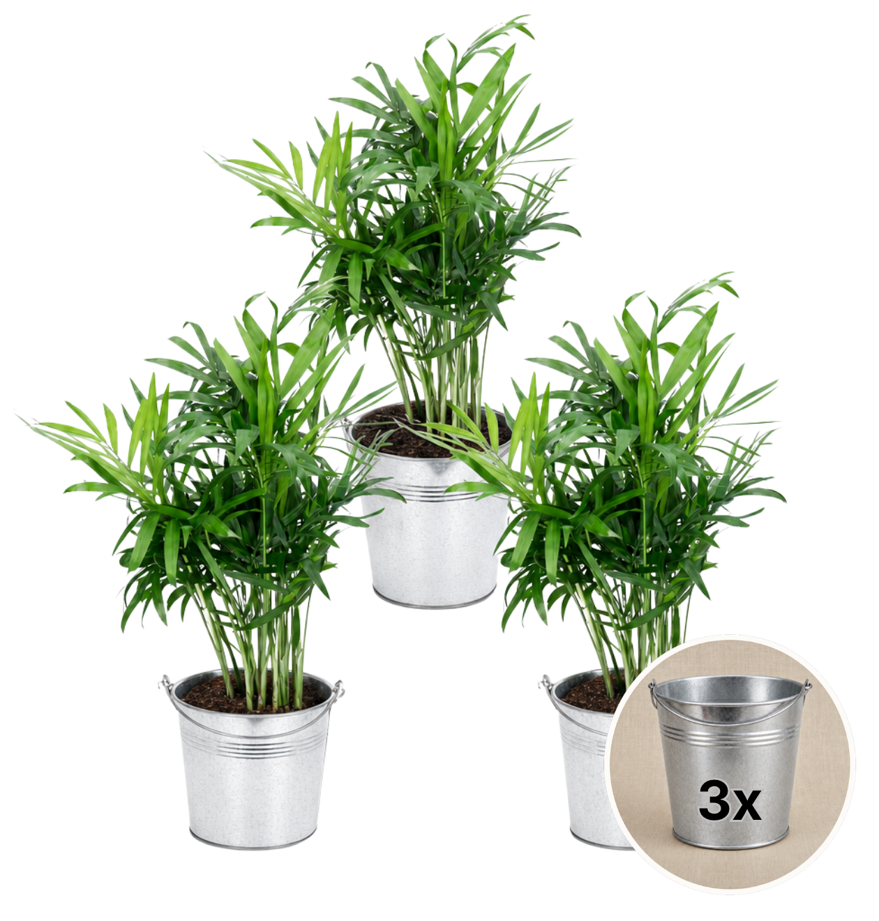 Bergpalme + 3x Zinktopf | 3er-Set | Chamaedorea elegans | ca. 40-45 cm | Ø 12-15 cm Topf - Blume Ideal
