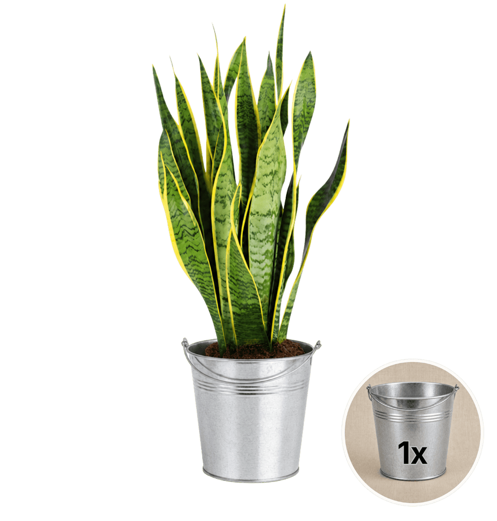Bogenhanf + 1x Zinktopf | Sansevieria | ca. 40-50 cm | Ø 12-15 cm Topf - Blume Ideal