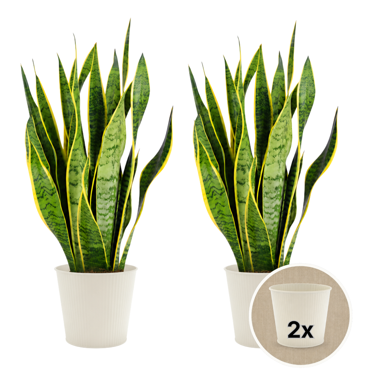 Bogenhanf + 2x Cremefarbener Zinktopf | 2er-Set | Sansevieria | ca. 40-50 cm | Ø 12-15 cm Topf - Blume Ideal