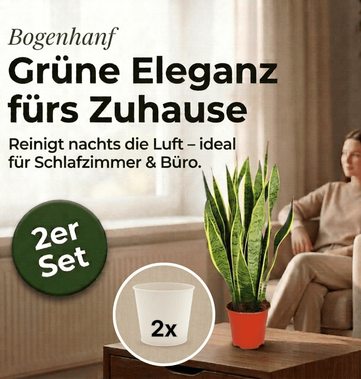 Bogenhanf + 2x Cremefarbener Zinktopf | 2er-Set | Sansevieria | ca. 40-50 cm | Ø 12-15 cm Topf - Blume Ideal