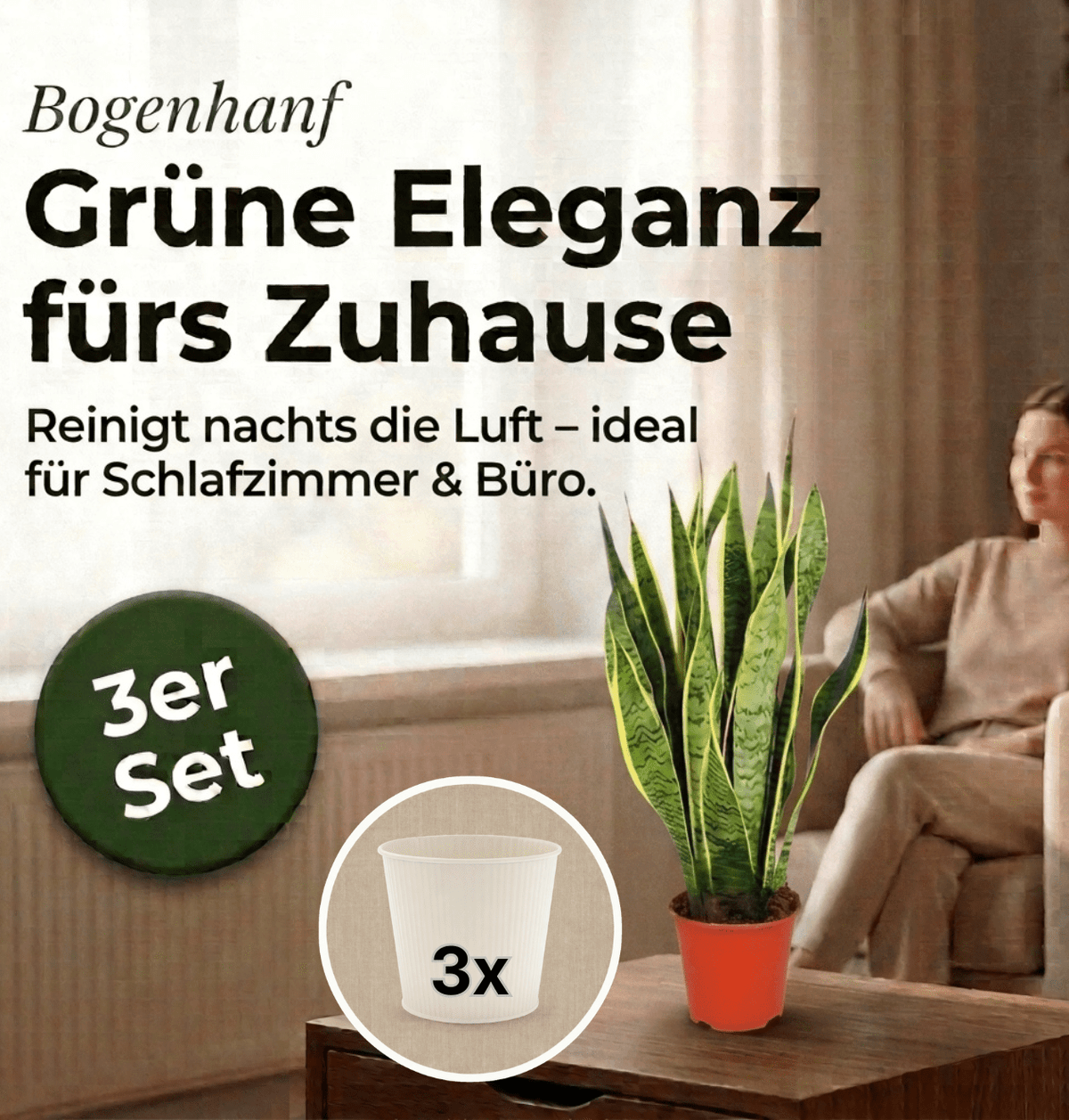 Bogenhanf + 3x Cremefarbener Zinktopf | 3er-Set | Sansevieria | ca. 40-50 cm | Ø 12-15 cm Topf - Blume Ideal