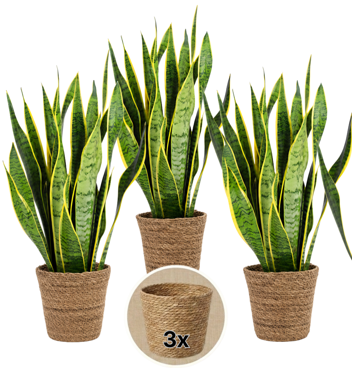 Bogenhanf + 3x Seegraskorb | 3er-Set | Sansevieria | ca. 40-50 cm | Ø 12-15 cm Topf - Blume Ideal
