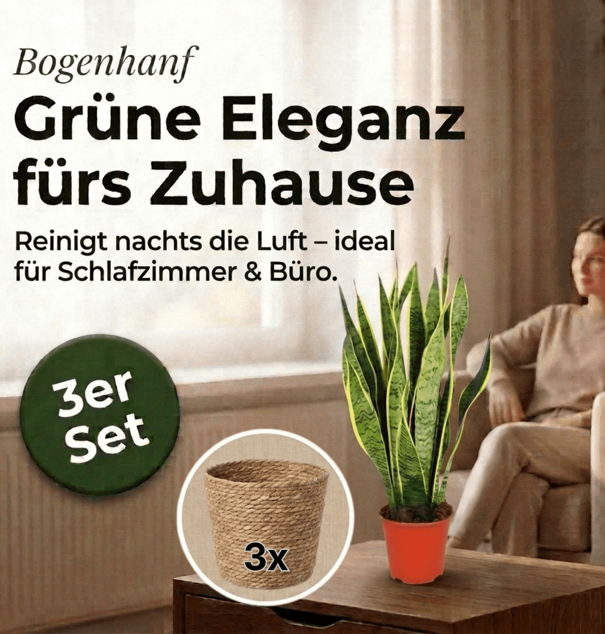 Bogenhanf + 3x Seegraskorb | 3er-Set | Sansevieria | ca. 40-50 cm | Ø 12-15 cm Topf - Blume Ideal