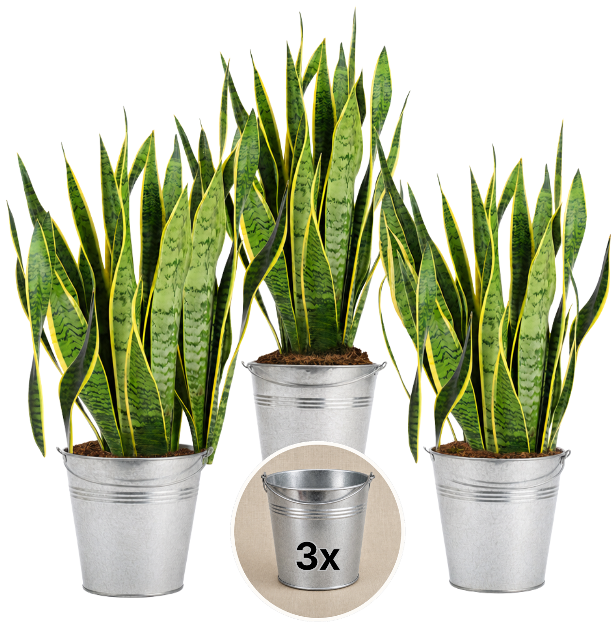 Bogenhanf + 3x Zinktopf | 3er-Set | Sansevieria | ca. 40-50 cm | Ø 12-15 cm Topf - Blume Ideal