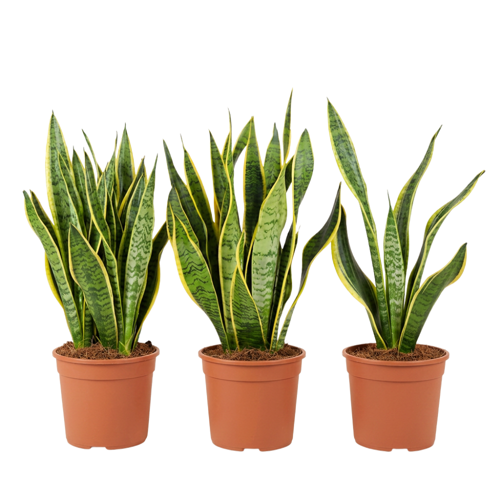 Bogenhanf | Sansevieria - Blume Ideal