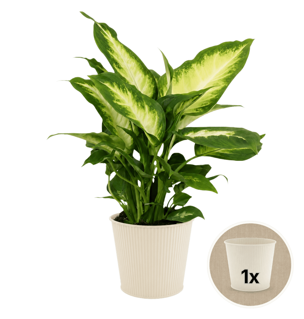 Dieffenbachia + 1x Cremefarbener Zinktopf | ca. 40-50 cm | Ø 12-15 cm Topf - Blume Ideal
