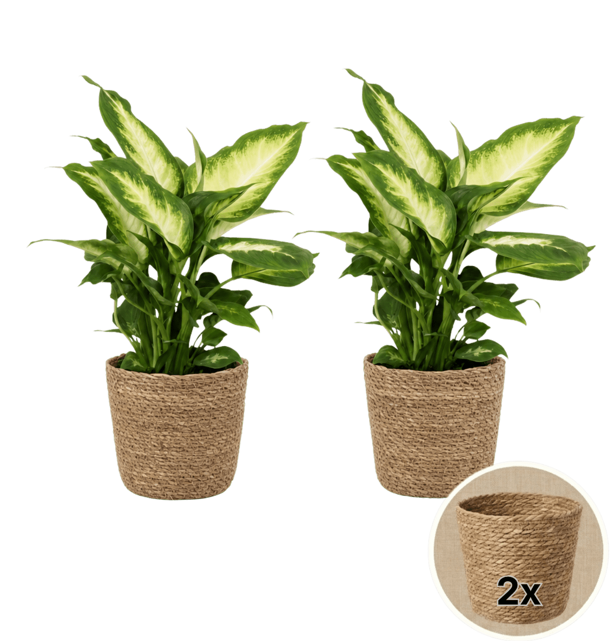 Dieffenbachia + 2x Seegraskorb | 2er-Set | ca. 40-50 cm | Ø 12-15 cm Topf - Blume Ideal