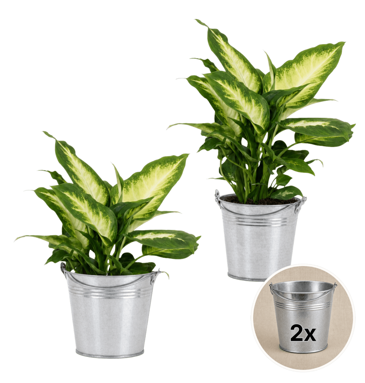 Dieffenbachia + 2x Zinktopf | 2er-Set | ca. 40-50 cm | Ø 12-15 cm Topf - Blume Ideal