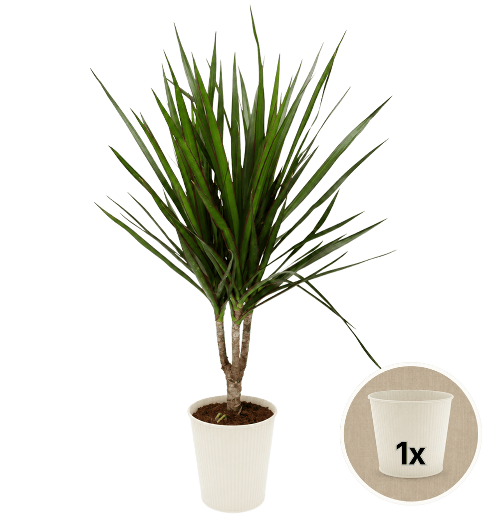 Drachenbaum + 1x Cremefarbener Zinktopf | Dracaena | ca. 40-50 cm | Ø 12-15 cm Topf - Blume Ideal