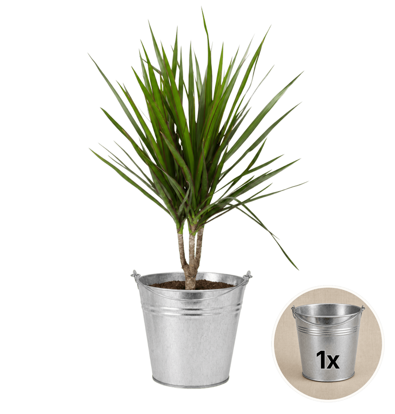 Drachenbaum + 1x Zinktopf | Dracaena | ca. 40-50 cm | Ø 12-15 cm Topf - Blume Ideal