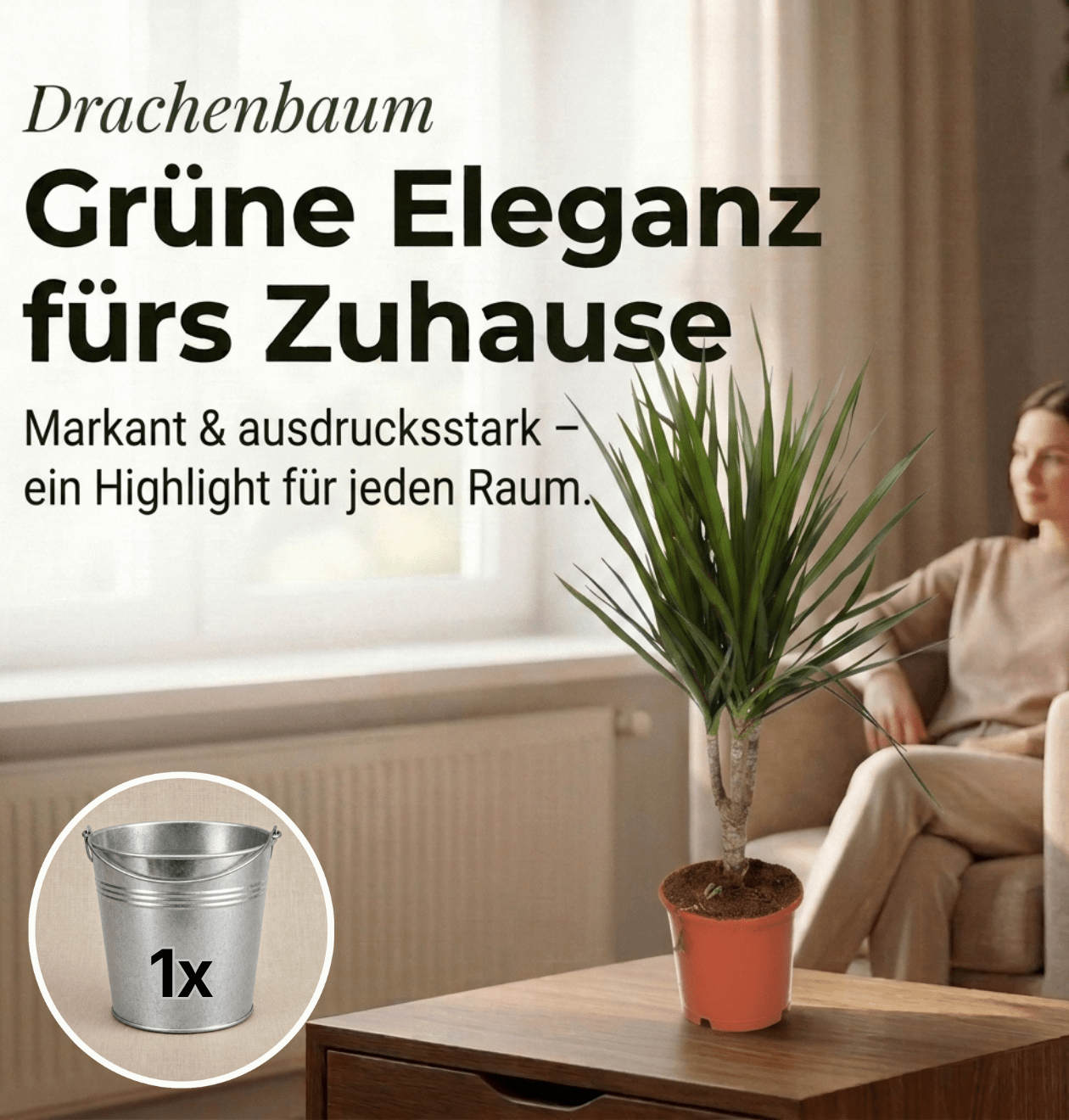 Drachenbaum + 1x Zinktopf | Dracaena | ca. 40-50 cm | Ø 12-15 cm Topf - Blume Ideal