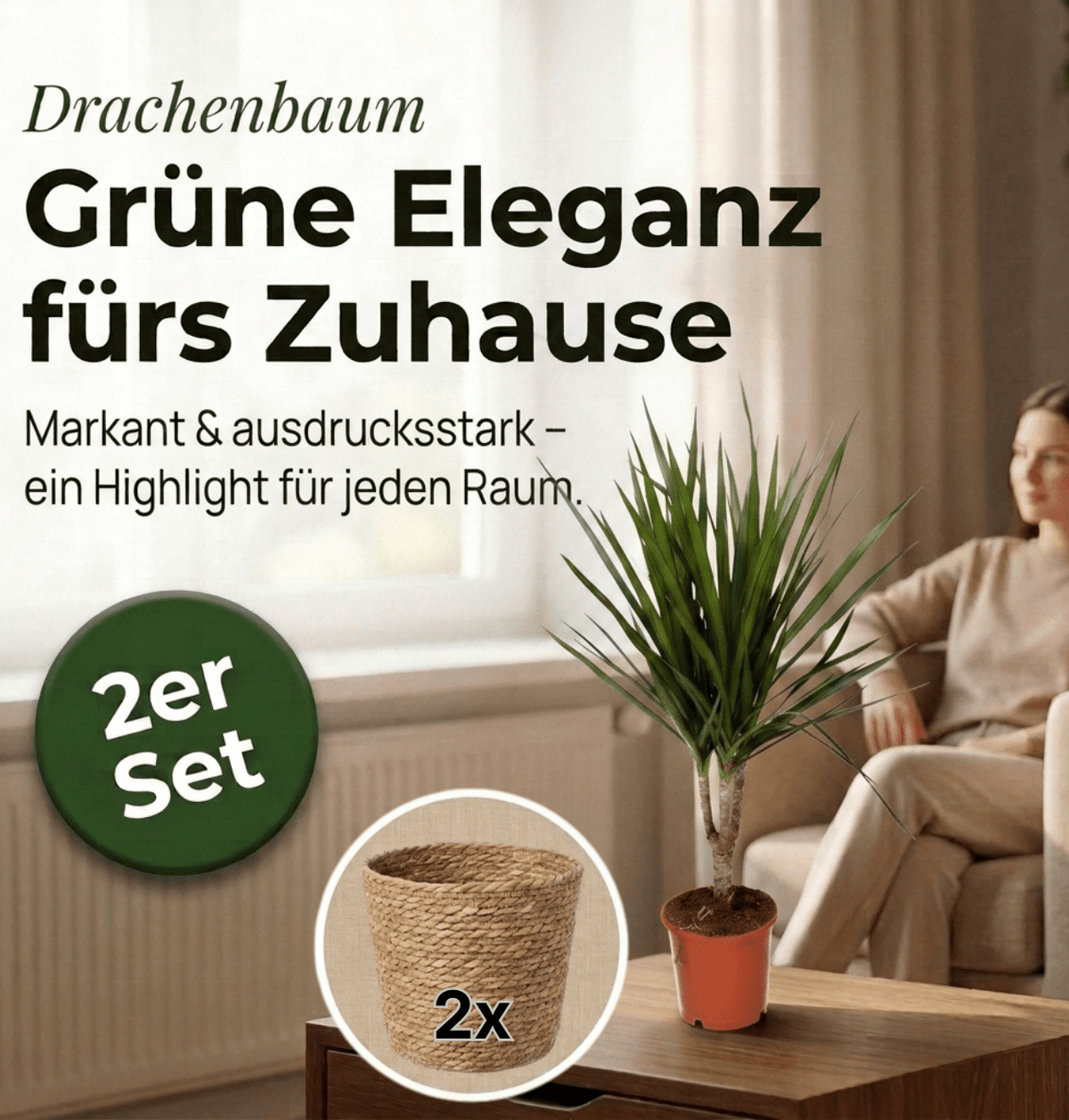 Drachenbaum + 2x Seegraskorb | 2er-Set | Dracaena | ca. 40-50 cm | Ø 12-15 cm Topf - Blume Ideal