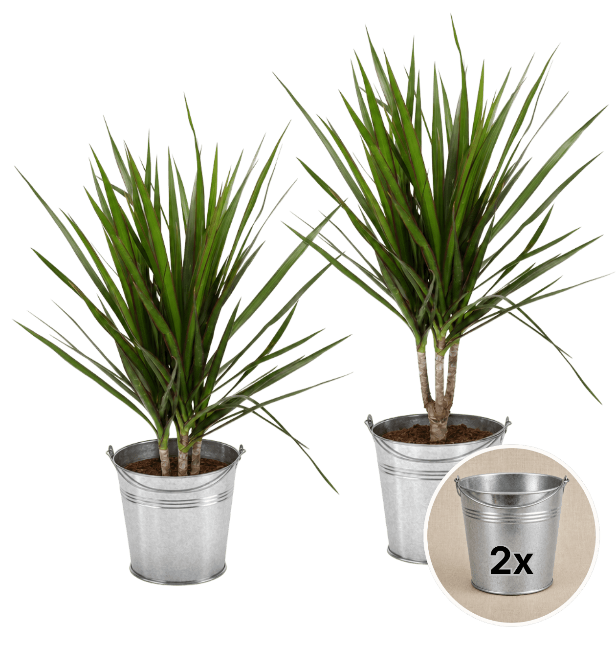 Drachenbaum + 2x Zinktopf | 2er-Set | Dracaena | ca. 40-50 cm | Ø 12-15 cm Topf - Blume Ideal
