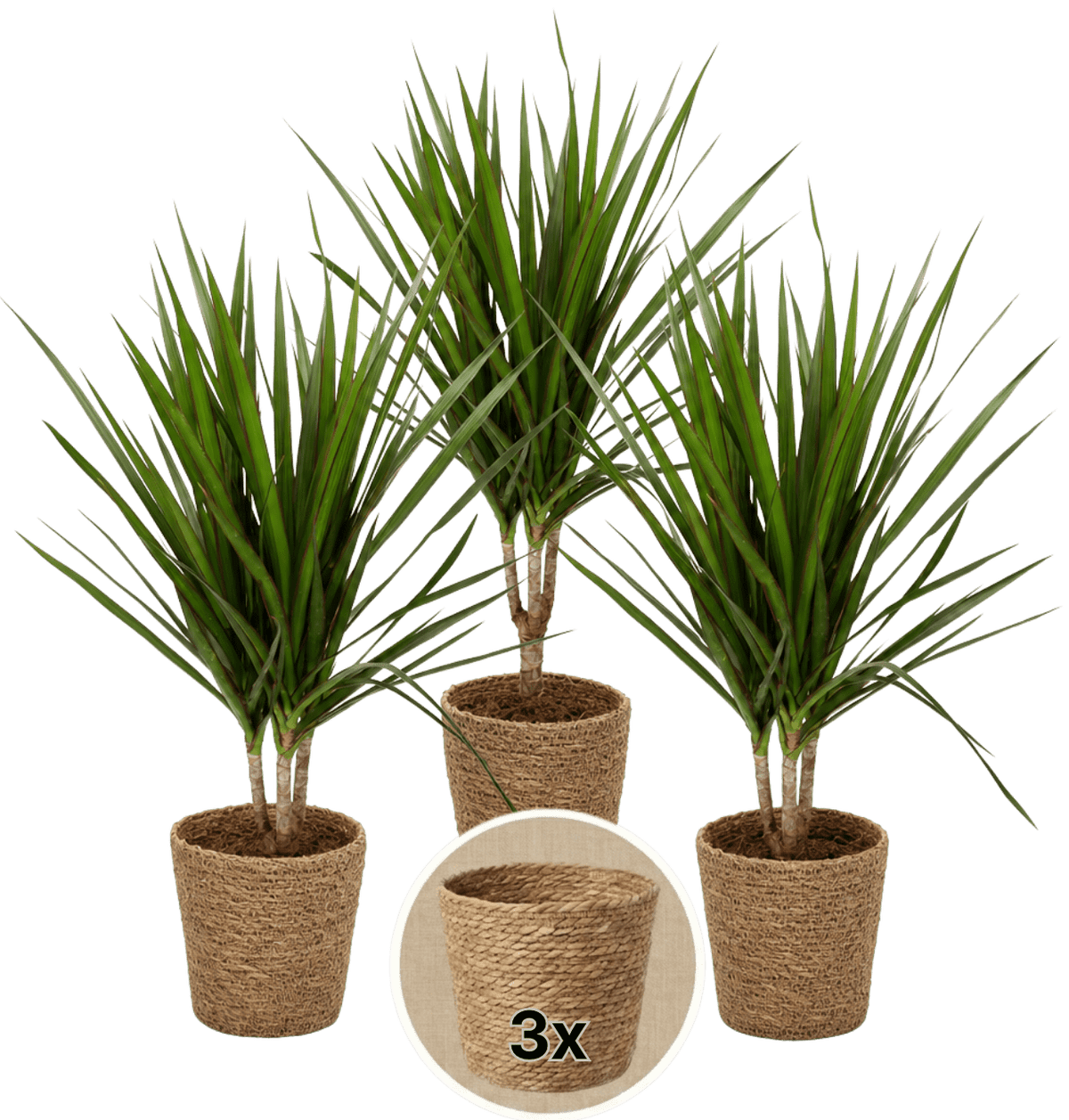 Drachenbaum + 3x Seegraskorb | 3er-Set | Dracaena | ca. 40-50 cm | Ø 12-15 cm Topf - Blume Ideal