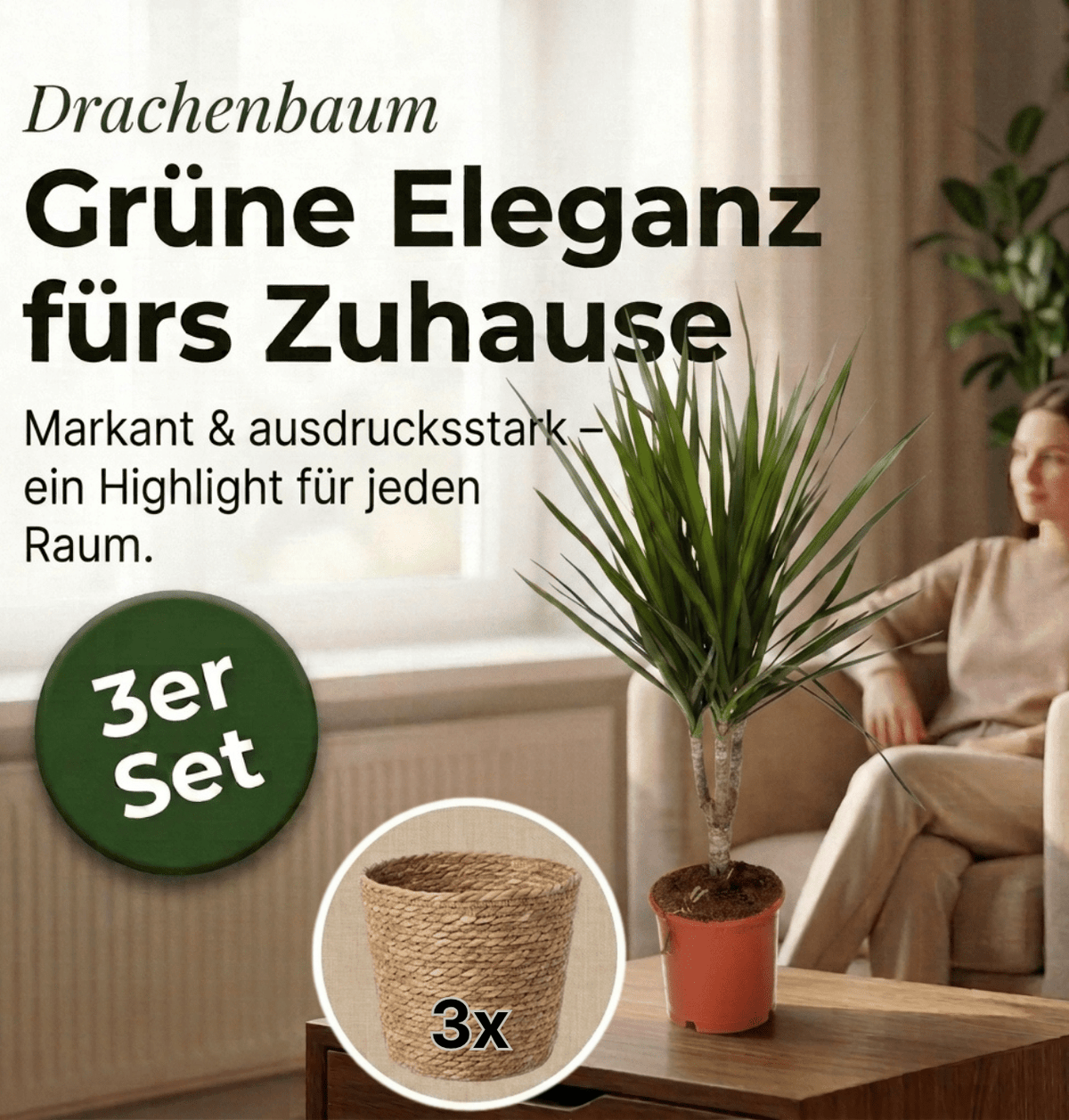 Drachenbaum + 3x Seegraskorb | 3er-Set | Dracaena | ca. 40-50 cm | Ø 12-15 cm Topf - Blume Ideal