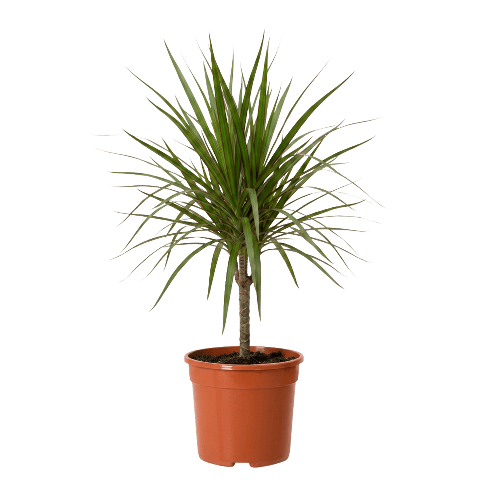 Drachenbaum | Dracaena - Blume Ideal