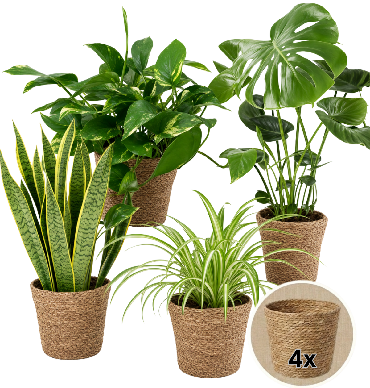 “EasyCare” Pflanzenset + 4x Seegraskorb | 4er-Set | ca. 30-60 cm | Ø 12-15 cm Topf - Blume Ideal