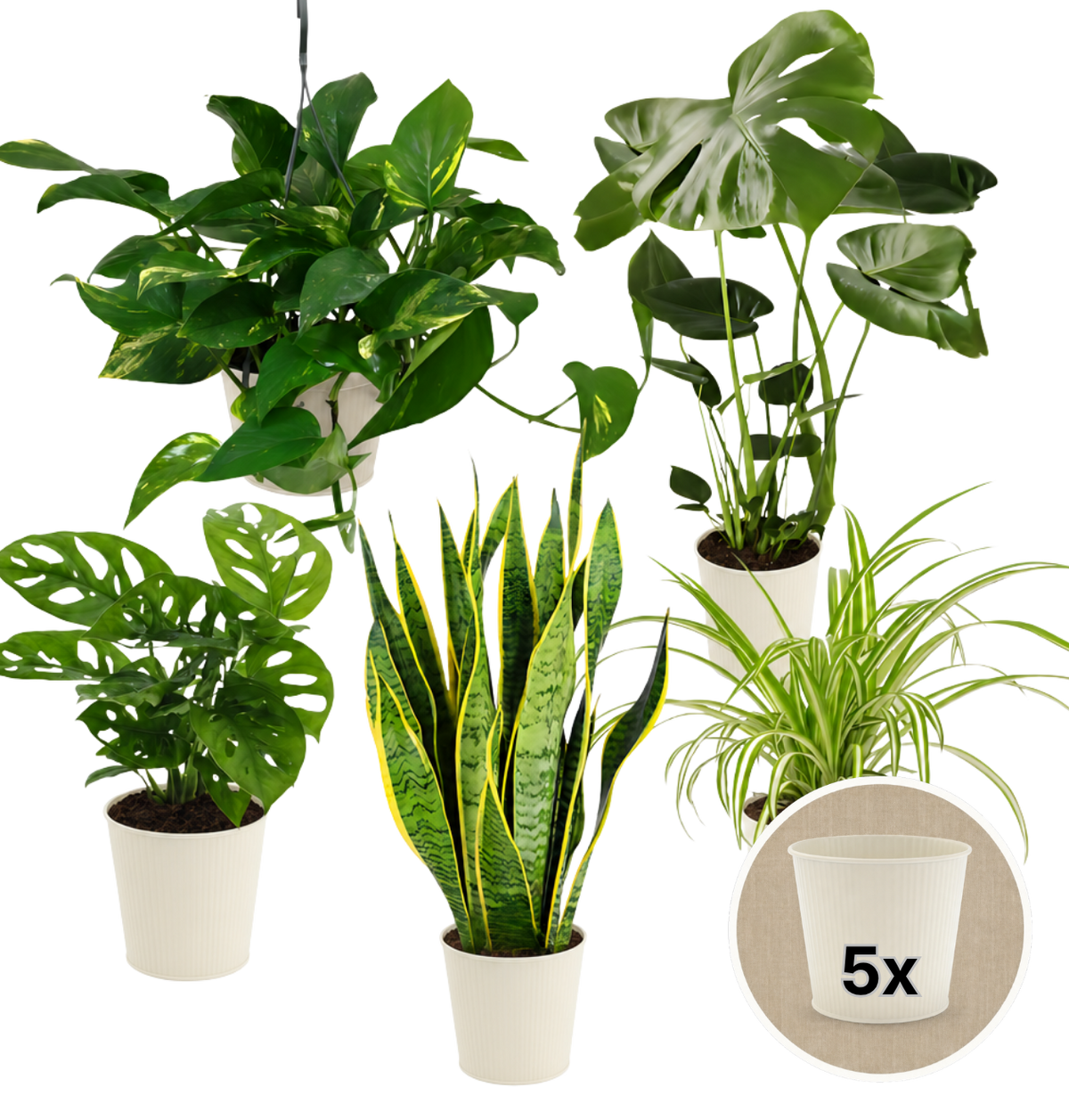 “EasyCare” Pflanzenset + 5x Cremefarbener Zinktopf | 5er-Set | ca. 30-60 cm | Ø 12-15 cm Topf - Blume Ideal