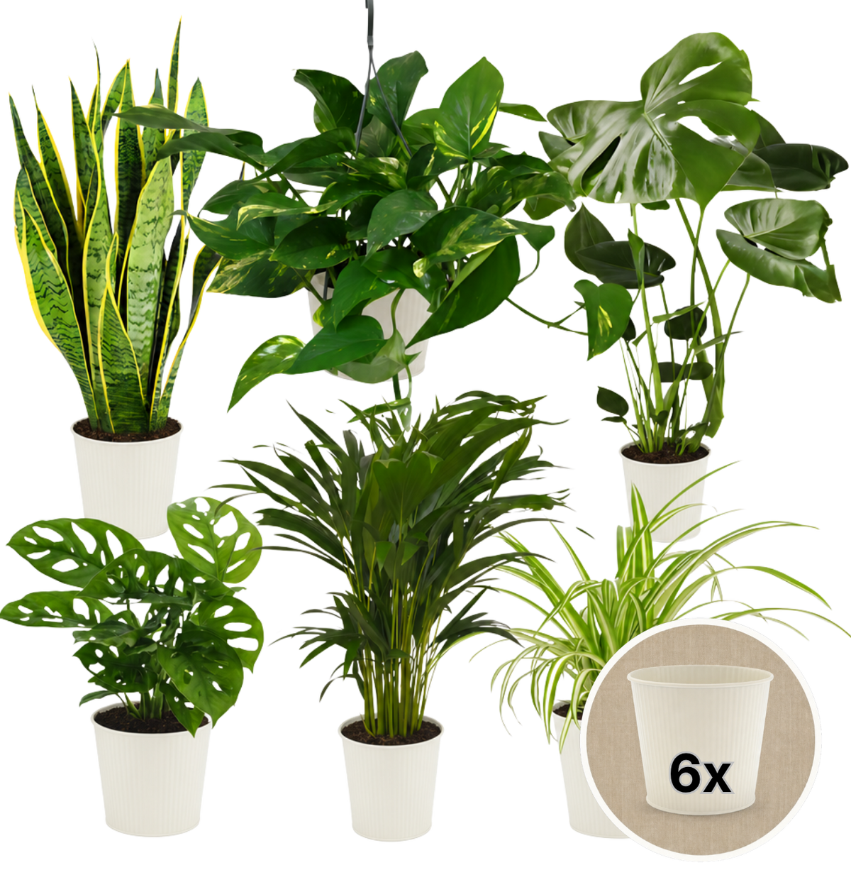 “EasyCare” Pflanzenset + 6x Cremefarbener Zinktopf | 6er-Set | ca. 30-60 cm | Ø 12-15 cm Topf - Blume Ideal