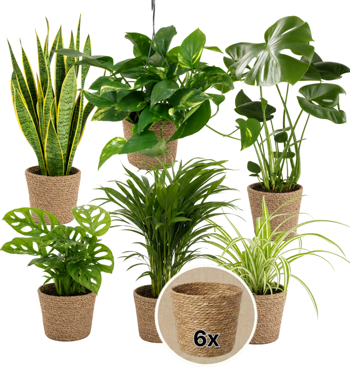 “EasyCare” Pflanzenset + 6x Seegraskorb | 6er-Set | ca. 30-60 cm | Ø 12-15 cm Topf - Blume Ideal