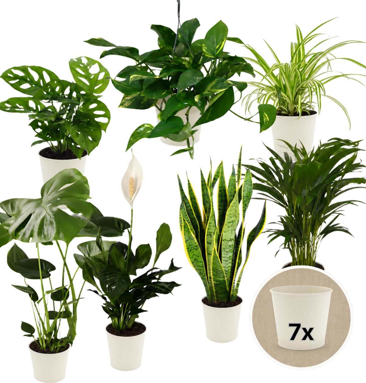 “EasyCare” Pflanzenset + 7x Cremefarbener Zinktopf | 7er-Set | ca. 30-60 cm | Ø 12-15 cm Topf - Blume Ideal