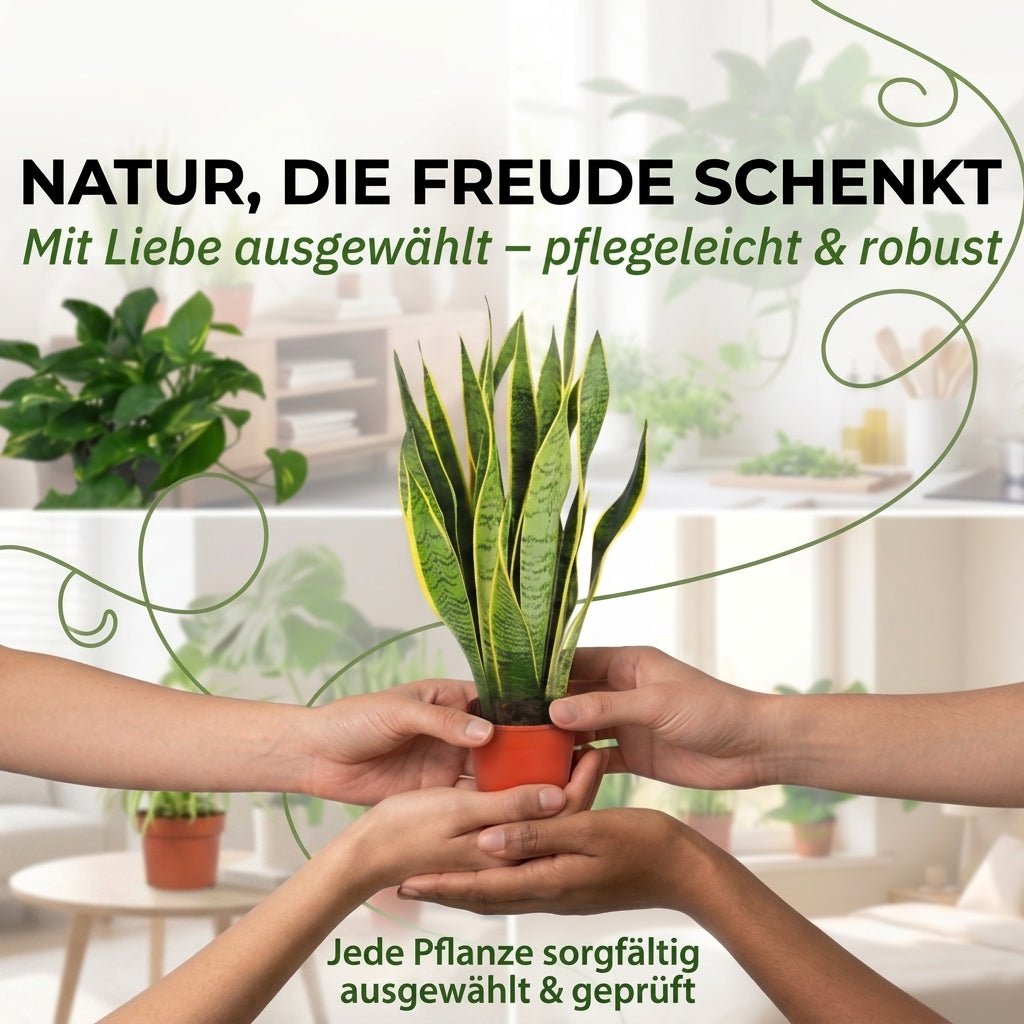 “EasyCare” Pflanzenset + Zinktopf | 4er - Set | ca. 30 - 60 cm | Ø 12 - 15 cm Topf - Blume Ideal