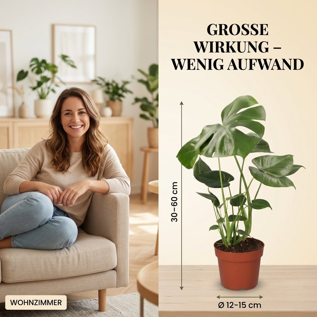 “EasyCare” Pflanzenset + Zinktopf | 6er - Set | ca. 30 - 60 cm | Ø 12 - 15 cm Topf - Blume Ideal