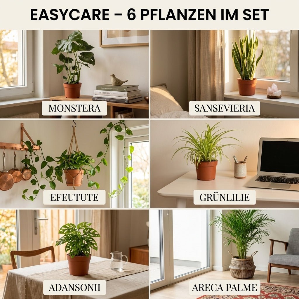 “EasyCare” Pflanzenset + Zinktopf | 6er - Set | ca. 30 - 60 cm | Ø 12 - 15 cm Topf - Blume Ideal